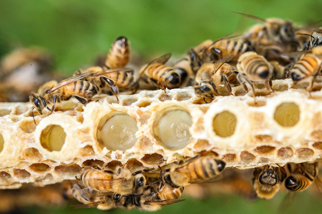Royal Jelly & Height